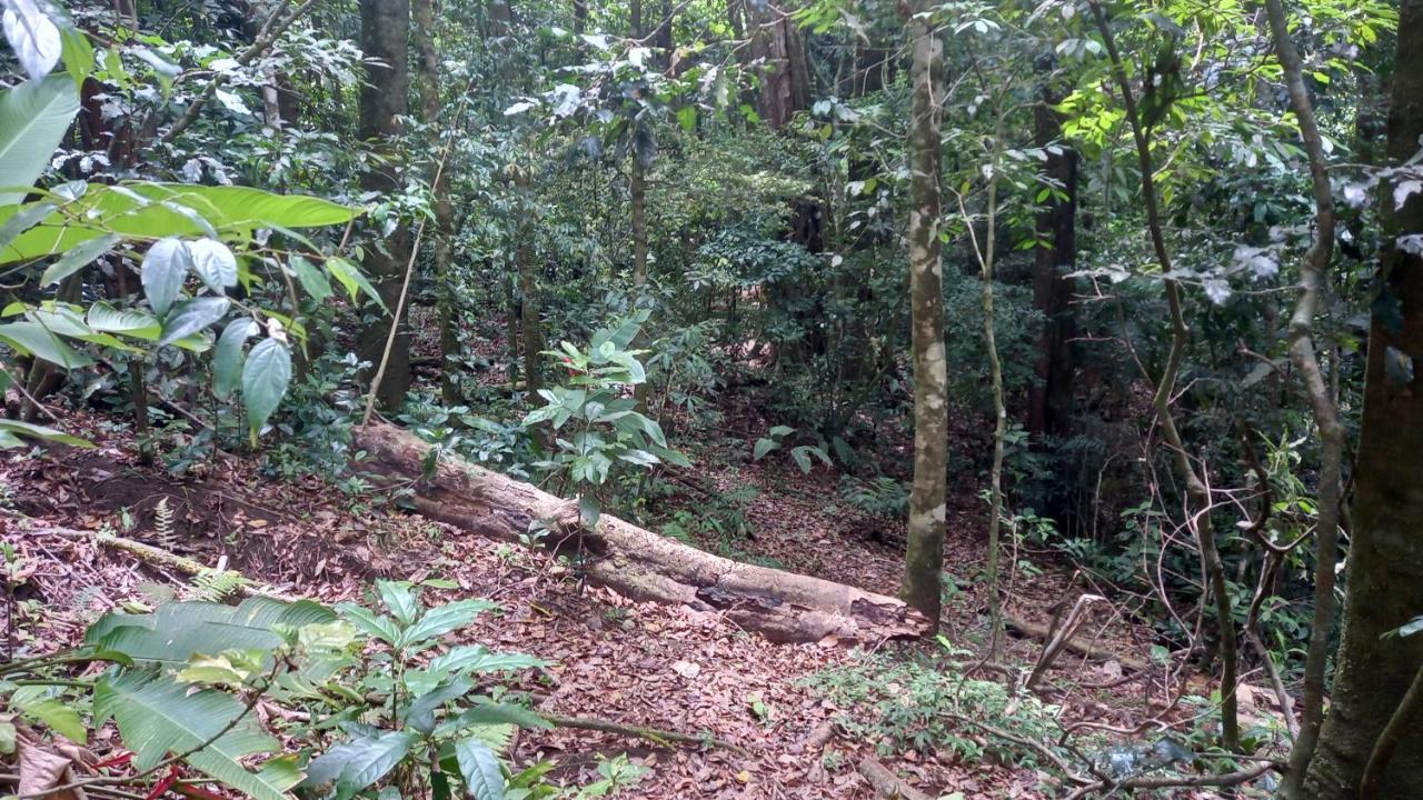 Отель Finca Pantera Монте-Верде Экстерьер фото